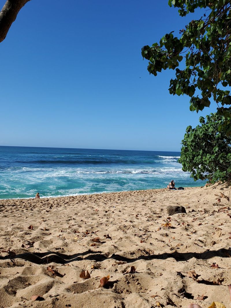 Tropical beach framed by a leaning palm tree