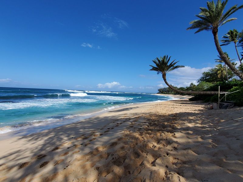 Beach with palm tree silhouettes against a bright sky
